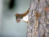 scoiattolo sull'albero
