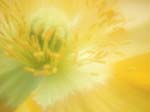 FIORI