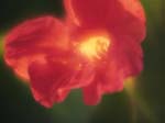FIORI