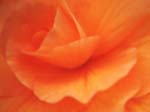 FIORI