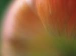 FIORI