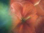 FIORI