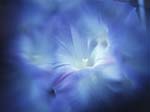 FIORI