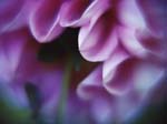 FIORI