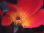 FIORI