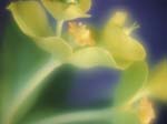 FIORI