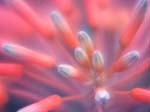 FIORI