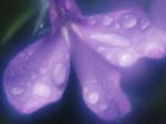 FIORI