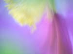 FIORI