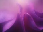 FIORI