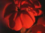 FIORI