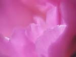 FIORI