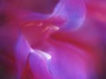 FIORI