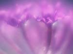 FIORI