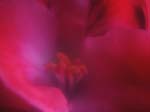 FIORI