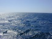mare