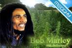 Sfondi Bob marley