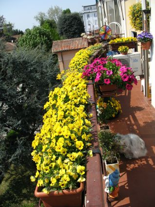 La mia terrazza in fiore ad aprile 2011
