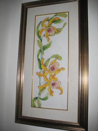 Orchidee gialle