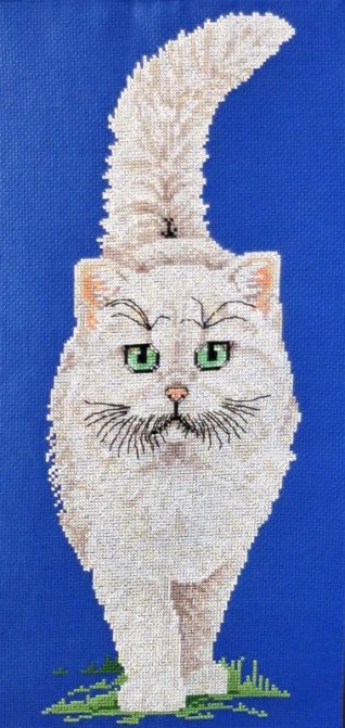 Particolare fuori porta gatto bianco