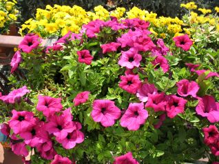 Surfinia in fiore ad Aprile 2011