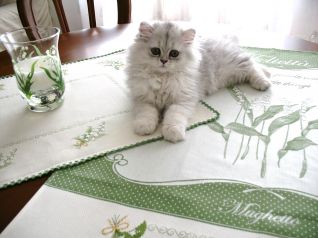 Tovaglietta e Strofinaccio Mughetti