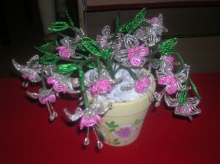 fucsia di perline in vaso