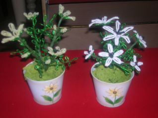 stella alpina in vaso