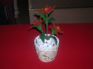 stella di natale in vaso