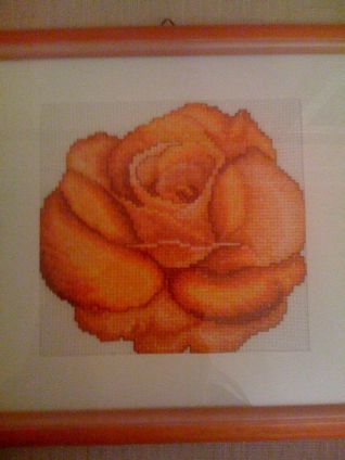 Rosa arancione particolare