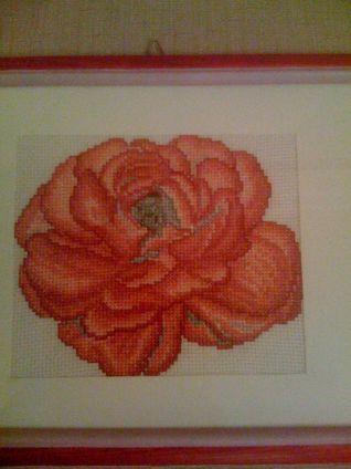 rosa rosa particolare