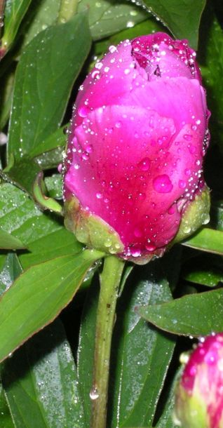 Fiore del mio giardino