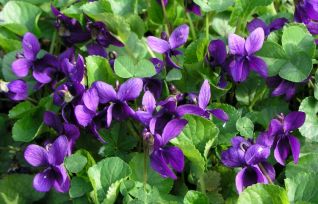 Profumo di violette