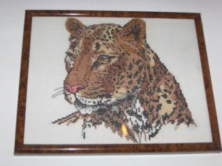 leopardo