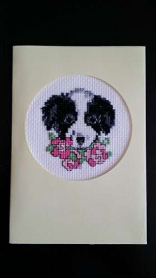 Border Collie