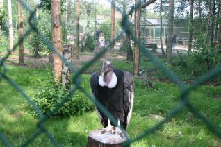 Avvoltoio - Monde Sauvage