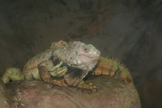 Iguana - Monde Sauvage