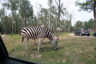 Zebra che pascola - Safari park di Aywaille