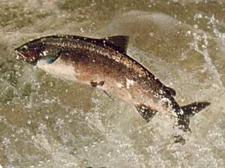 Tranci di salmone ai porri