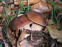 Cefali con funghi e scampi