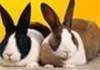 Categoria Conigli