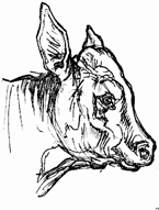 Disegno 6 Azienda agricola