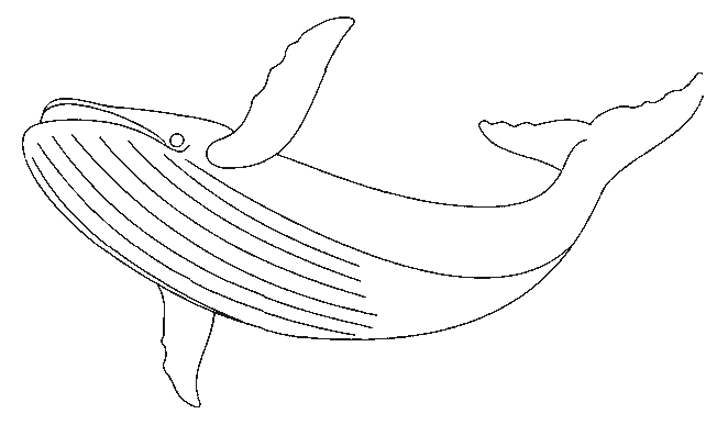 Disegno 2 Balene