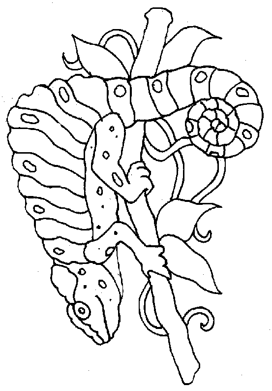 Disegno 1 Camaleonti