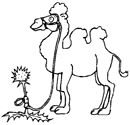 Disegno 6 Cammelli