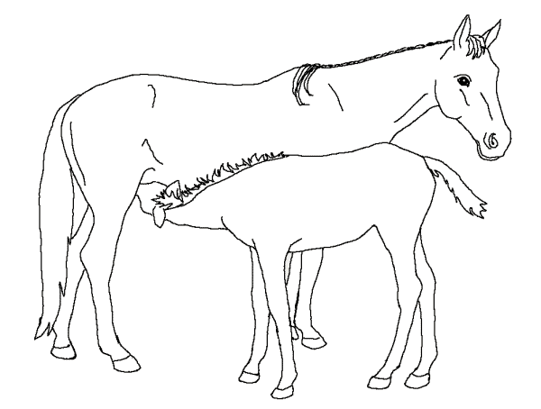 Disegno 7 Cavalli