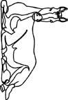 Disegno 117 Cavalli