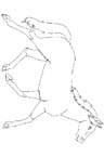 Disegno 138 Cavalli