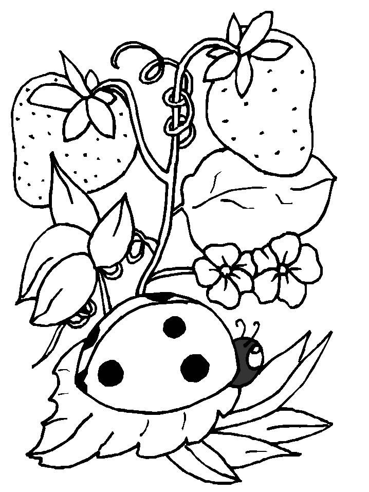 Disegno 5 Coccinelle