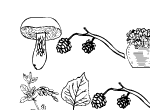 Anteprima immagine